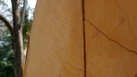 Large wood log in forest - close up Stock Footage 80557201