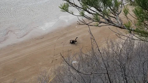 The large wooden root of the tree alone lies on the sandy shore of a large r Stock Footage 128804994
