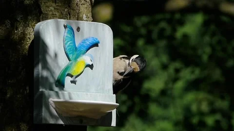Large woodpecker rises to the feeder Stock Footage 309335761