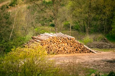 Large woodstack in a forest Stock Photos