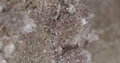 Large woolly gray aphid, wool removed for unobstructed viewing Stock Footage 147412616