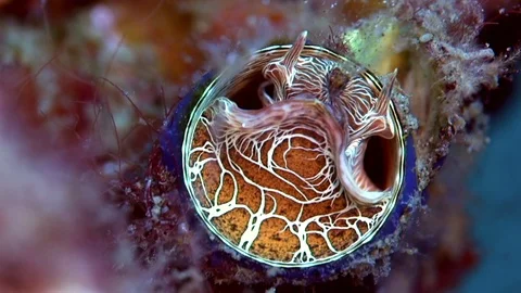 Large worm shell (Dendropoma maxima) eating plankton Video stock 88964429
