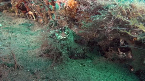 Large worm shell (Dendropoma maxima)  sea snail eating plankton with its slime Video stock 89877917