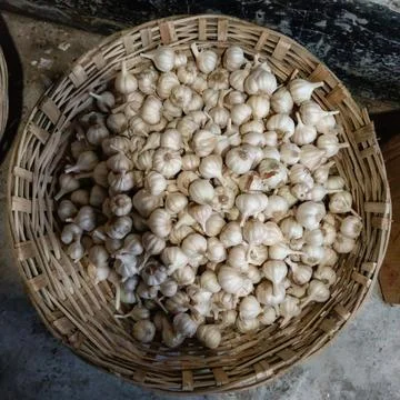 A large woven basket filled with fresh white garlic bulbs Stock Photos