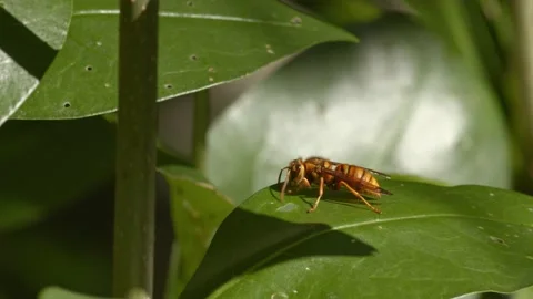 Large yellow and orange wasp on green plant Stock Footage 140482053