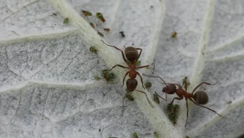 Large yellow ants, beating gently on  aphid Stock Footage 11239703
