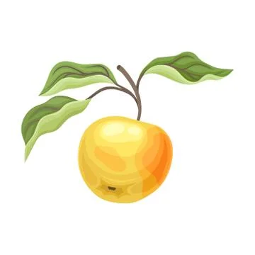 Large yellow apple on a branch. Vector illustration on a white background. Stock Illustration
