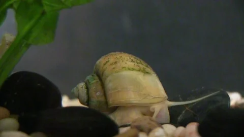 Large yellow apple snail 2 Stock Footage 108601461