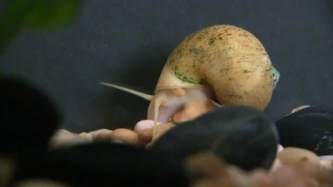 Large yellow apple Snail Stock Footage 108600025