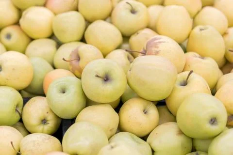 Large yellow apples in the store. Background of yellow apples. Foto stock