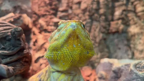 A large yellow bearded iguana Stock Footage 292986826