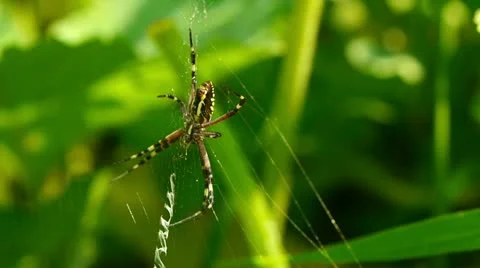 Large yellow black spider sits on web. Stockbeeldmateriaal 11532550