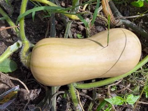 A large yellow Bottle Gourd Stock Photos