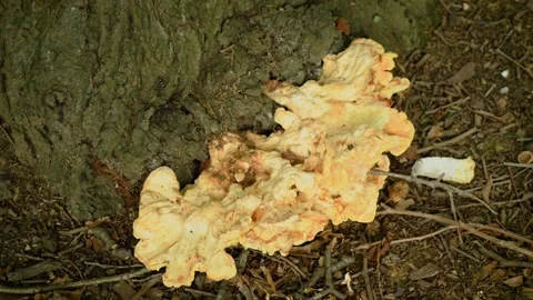 Large yellow bracket fungus at base of tree trunk on woodland floor. Orange and Stock Footage 346037299