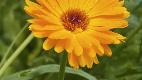 Large yellow calendula Stock Footage 135333498