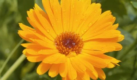 Large yellow calendula Stock Photos