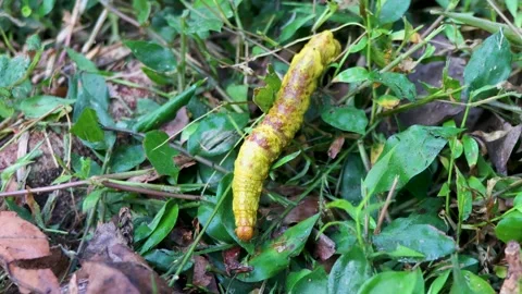 Large Yellow Caterpillar Crawling Through Grass in Kerala, India Vídeos de archivo 299685079