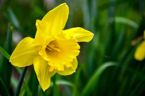 A Large, Yellow Daffodil Foto stock