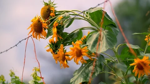 Large yellow daisies hanging over barbed wire Stock Footage 93676680