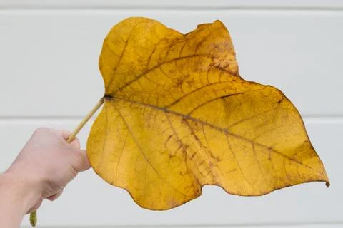 Large yellow fallen leaf Stock Photos