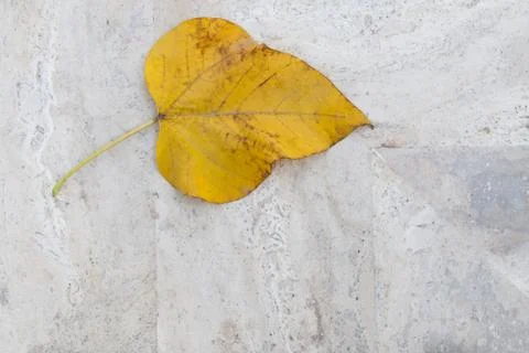 Large yellow fallen leaf on a white marble background Foto stock