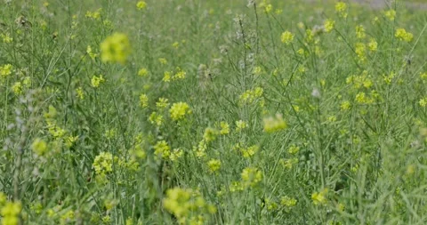 Large yellow field of rape seeds Stock Footage 233190493