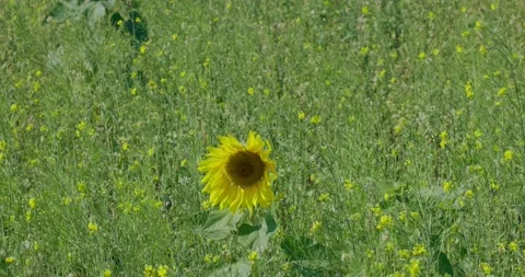 Large yellow field of rape seeds Stock Footage 233190499