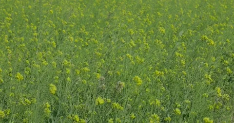 Large yellow field of rape seeds Stock Footage 233190611
