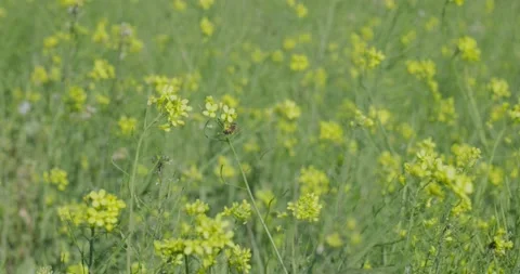 Large yellow field of rape seeds Stock Footage 233190615