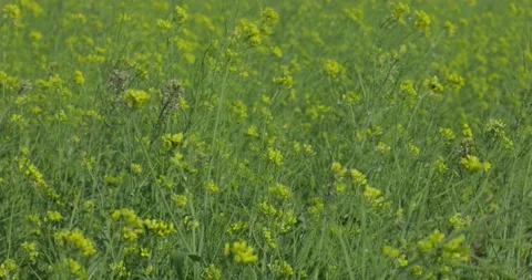 Large yellow field of rape seeds Stock Footage 233190616