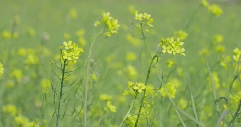 Large yellow field of rape seeds Stock Footage 233190626