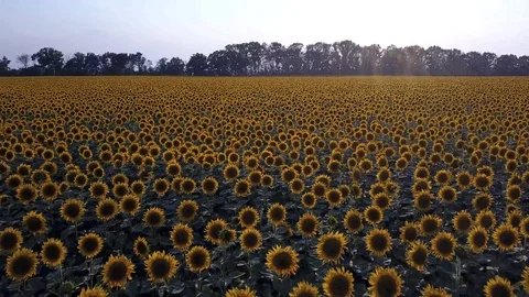 Large yellow field with sunflowers Stock Footage 117343832