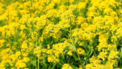 A large yellow field in the wind Stock Footage 76829528