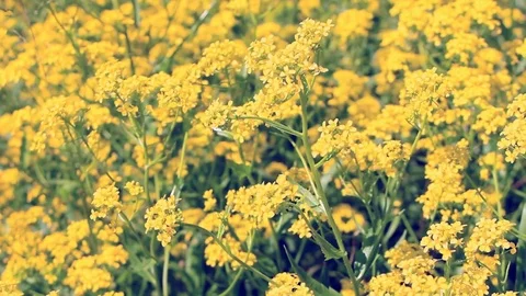 A large yellow field in the wind Stock Footage 76829595