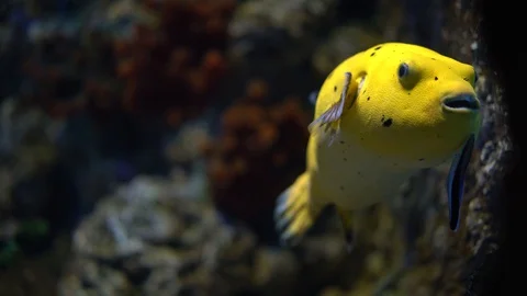 Large yellow fish (Arothron nigropunctatus)  Stock Footage 127771908