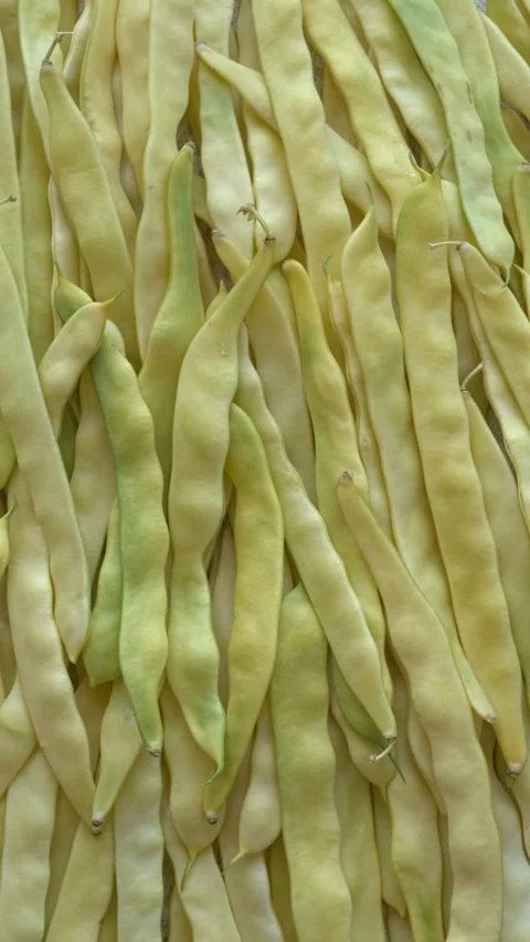 Large, yellow, flat pods of Merveille de Venise beans as background. Video stock 345086352