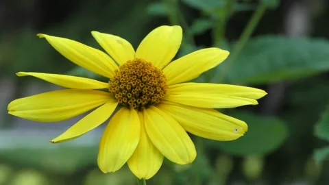 A large yellow flower on a blurred background sways in the wind. B roll Stock Footage 157560927