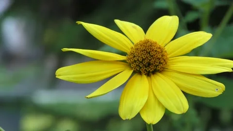 A large yellow flower on a blurred background sways in the wind. B roll Stock-Footage 157560940