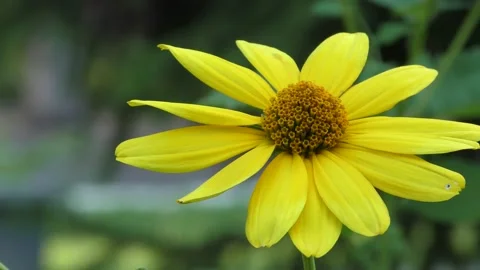 A large yellow flower on a blurred background sways in the wind. B roll Stock Footage 157560946