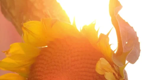 A large yellow flower of a large sunflower on the background of sunlight, sunset Stock-Footage 250352956