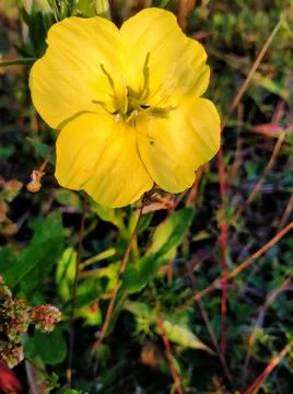 Large yellow flower Stock Photos