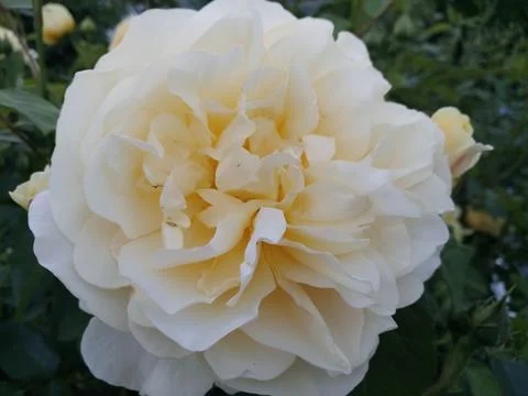 Large yellow flower. Stock Photos