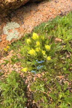 Large Yellow Flowers and Tiny Blue Ones Stock Photos
