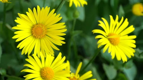 Large yellow flowers Stock Footage 144442255