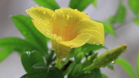 Large yellow flowers with rain drops in nature environment Stock Footage 243616560