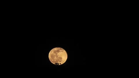 Large Yellow Full Moon Rising Over Silhouetted Pine Trees in the Mountains 스톡 동영상 336706507