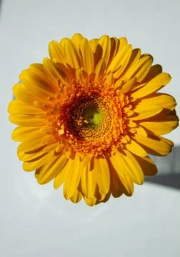 Large yellow gerbera close up on an isolated background Stock Photos