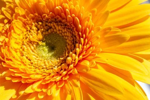 Large yellow gerbera close up on an isolated background Stock Photos