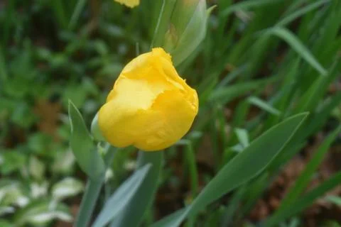 Large Yellow Iris -01 Stock Photos