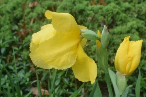 Large Yellow Iris -02 Stock Photos